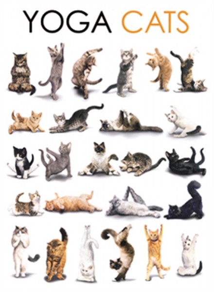 Yoga cats