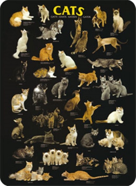 Cats Katzen Collage