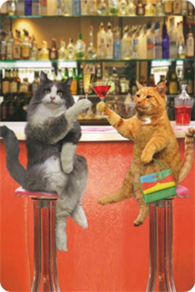 Bar Katzen