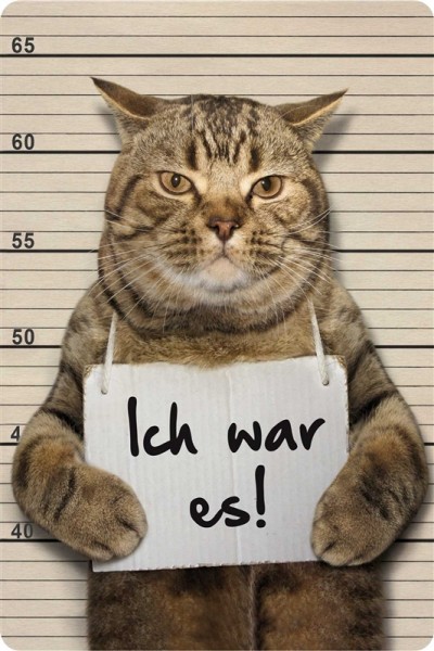 Ich war es! Katze