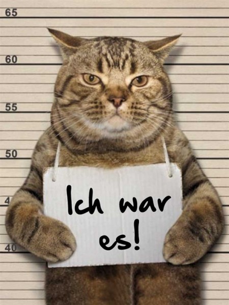 Ich war es! Katze