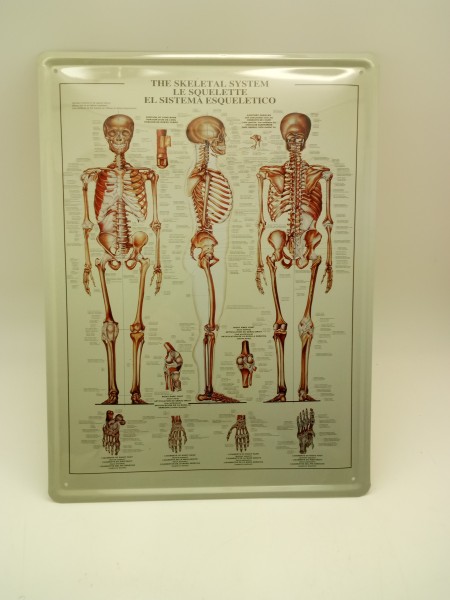 Skeletal System Blechschild