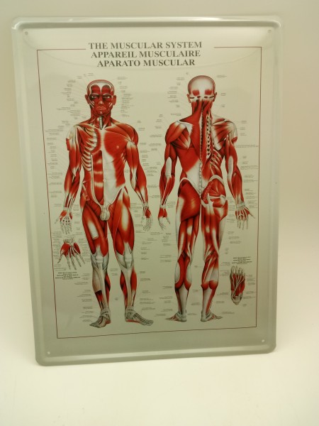 Muscular System Blechschild